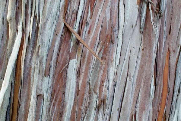 Текстура дерева и фон — стоковое фото
