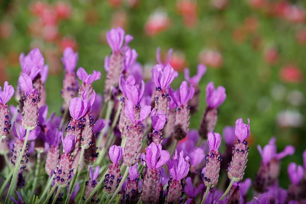 Lavandula púrpura en el campo — Foto de Stock