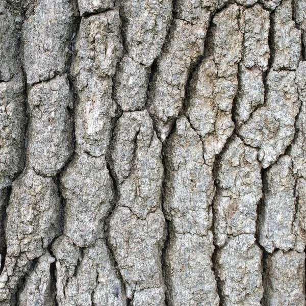 Ahşap doku ve arkaplan