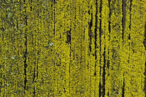 Casca de árvore e fundo musgo — Fotografia de Stock