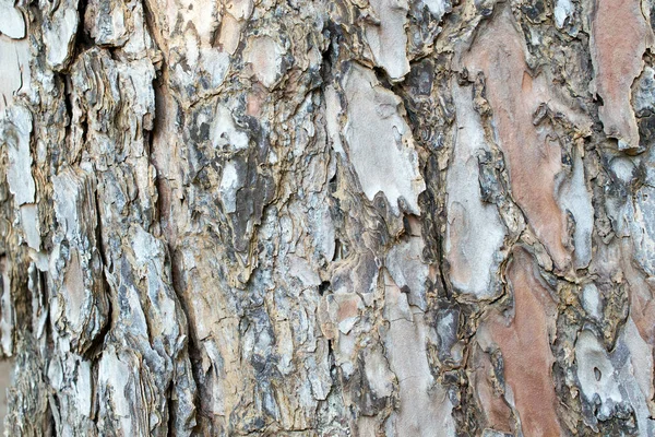 Textura y fondo de madera —  Fotos de Stock