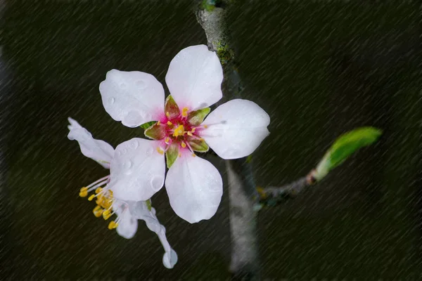 Ah dessa körsbärsblommor... — Stockfoto