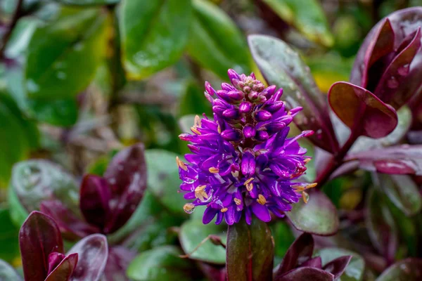 Amys morado Hebe — Foto de Stock