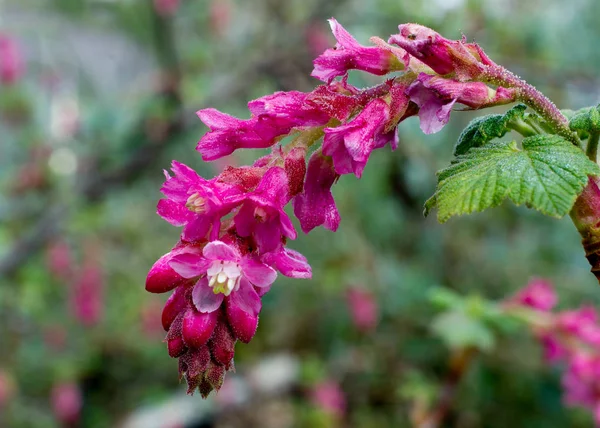 Ribes flor de malvaceum — Foto de Stock