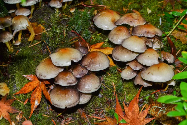비 후 버섯 — 스톡 사진