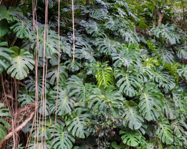 Monstera deliciosa arka plan
