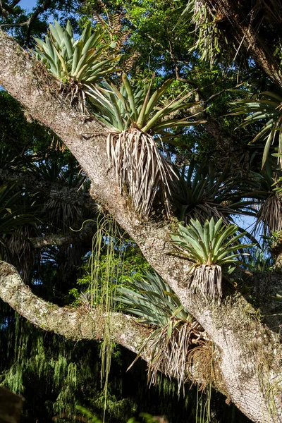 Epífitas en un árbol alto — Foto de Stock