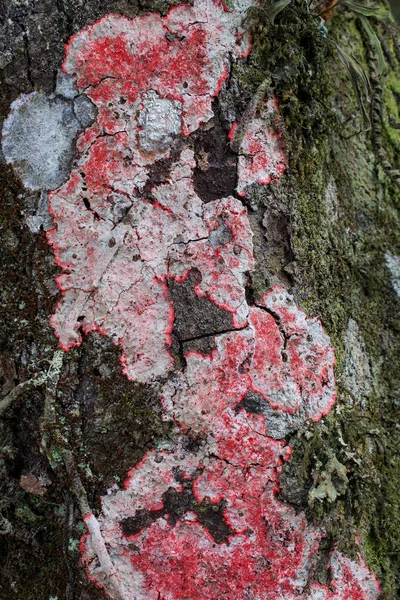 Licen y musgo rojo, verde y blanco en la corteza de los árboles —  Fotos de Stock