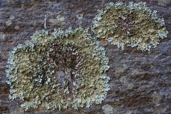 Lichen and moss on rock background — Stock Photo, Image