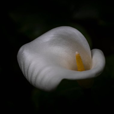 Seksi beyaz calla lilly 