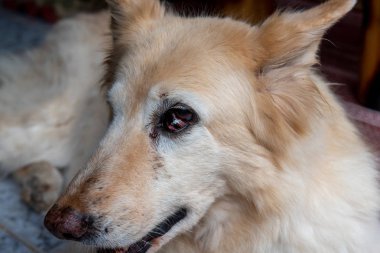  Köpekte Üçüncü Göz Kapağı Neoplasması