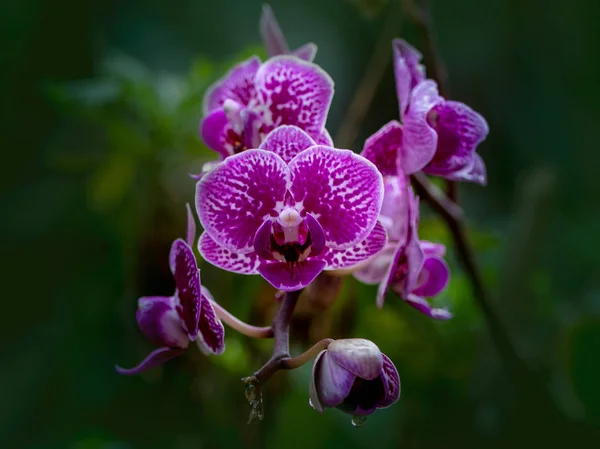 Wanda sp, rosa, in natura — Foto Stock