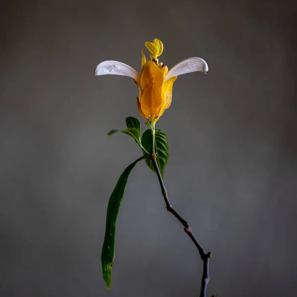 Kwiat krewetki z Meksyku — Zdjęcie stockowe