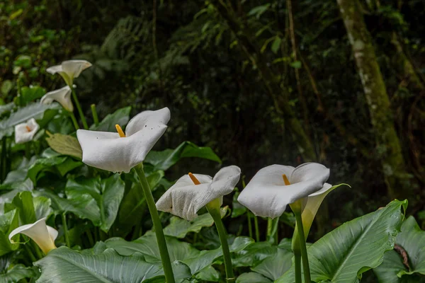 Calla giglio ai tropici — Foto Stock