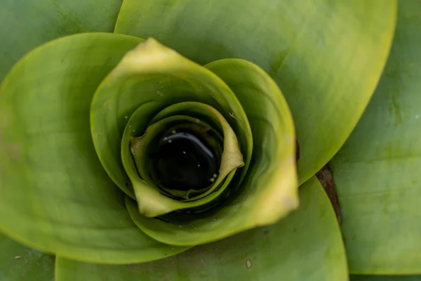 The center of a bromeliad — Stock Photo, Image