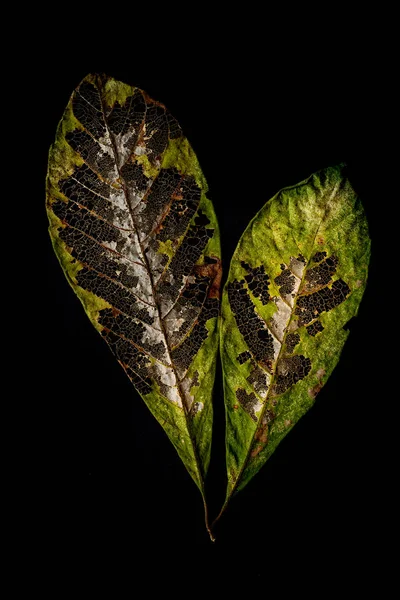 Martwy lub żywy liść — Zdjęcie stockowe
