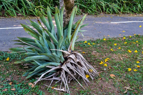 Große entwurzelte Bromelie von der Seite — Stockfoto