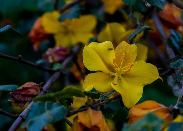 Vista superior de la flor amarilla California Glory —  Fotos de Stock