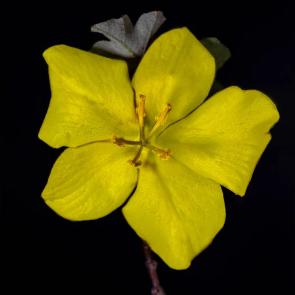 Sarı California Glory çiçek üst görünümü — Stok fotoğraf