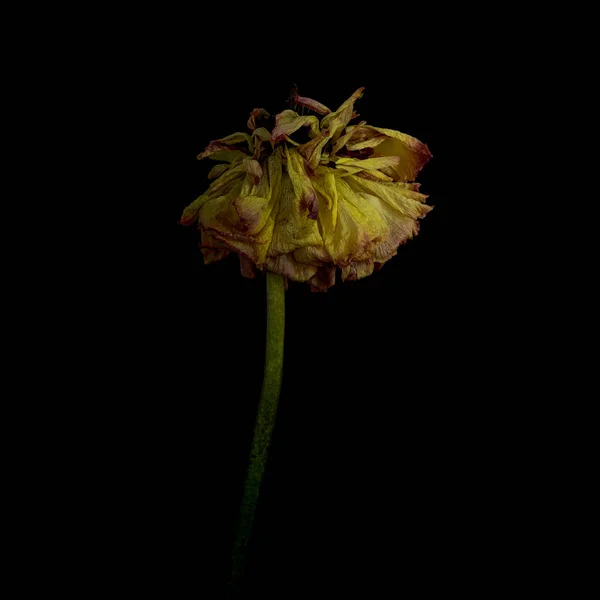 Camelia seca muerta sobre fondo negro — Foto de Stock