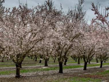 Baharda bir meyve bahçesi.