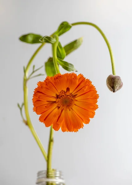 Laranja margarida ainda vida — Fotografia de Stock