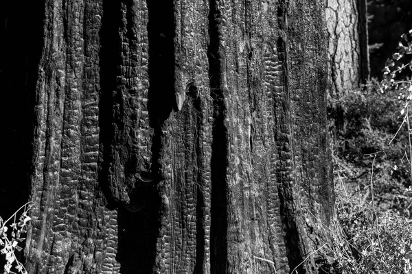 Sosna drzewna tło i tekstura węgla drzewnego — Zdjęcie stockowe