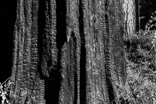 Pinheiro fundo de carvão vegetal e textura — Fotografia de Stock