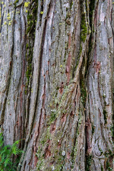 Texture du bois et fond d'un pin — Photo