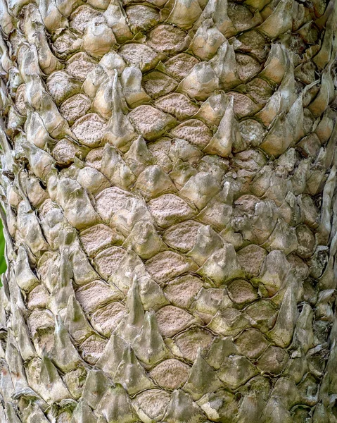 The bole of Encephalartos hildebrandtii, — Stock Photo, Image