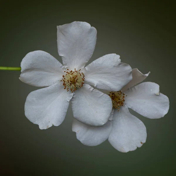 Rosa blomkål, Kalifornien vild vit ros — Stockfoto