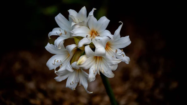 Orientaliska Lily glödlampor, Casablanca, i naturen — Stockfoto
