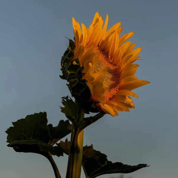 Jeden słonecznik patrzący na błękitne niebo — Zdjęcie stockowe