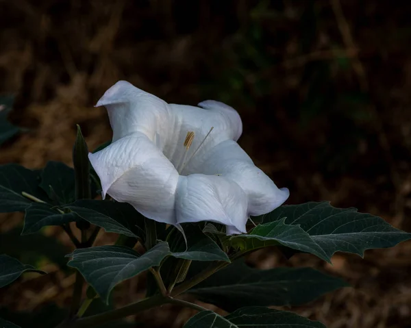 Datura kwiat w przyrodzie — Zdjęcie stockowe