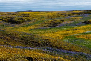 Sarı ve mor yaban hayvanlarının yer aldığı Kuzey Masa Dağları manzarası