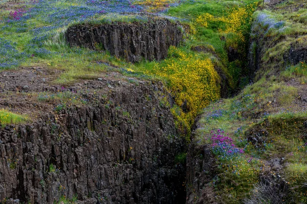 Северный горный ландшафт с желтым и фиолетовым диким — стоковое фото