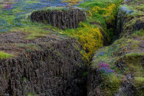 North Table paisagem montanhosa com wildl amarelo e roxo — Fotografia de Stock