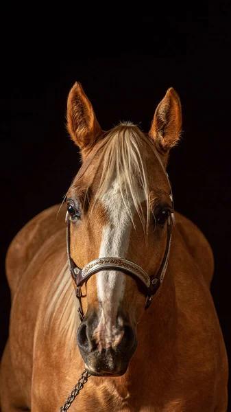 Palomino atı siyah arka plana karşı — Stok fotoğraf