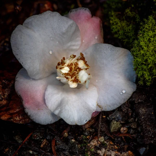 White Camellia japonica X Camellia cuspidata flower — 스톡 사진