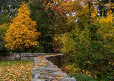Ashland, Oregon, Usa 'daki Lithia Parkı' nda sonbaharda sarı yaprakların sergilendiği bir duvardan. Ashland, Shakespeare Festivali 'nin evidir. 