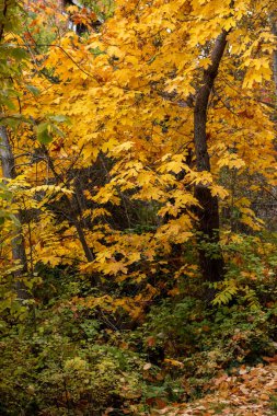 Sonbaharda Lithia Park, Ashland, Oregon, Usa 'da sonbahar mevsiminde akçaağaç ağaçlarının sarı ardıçlarını içeren yapraklar. Ashland ünlü Shakespeare Festivali 'nin evidir.