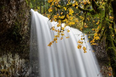 Sonbaharda Silver Falls Eyalet Parkı, Silverton, Oregon, Usa 'da şelalenin üst kısmında sarı renkler sergilenir.  