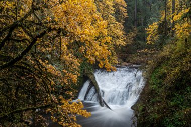 Sonbaharda Silver Falls State Park, Silverton, Oregon, Usa 'da büyük yaprak akçaağaç sarı renkli bir şelaleye uzun süre maruz kalmıştır. 