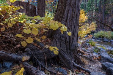 Wawona 'daki Yosemite Merced Nehri kıyısındaki bir ağaç gövdesinin altındaki sarı üzüm yaprakları, California, ABD' de sonbaharda. 