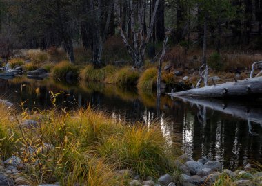 Mariposa 'nın Yosemite Merced Nehri manzarası, sonbaharda, sarı renkler ve mavi gökyüzü Kaliforniya, ABD 