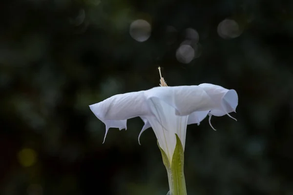 Datura Flowerin Φύση Εκλεκτική Εστίαση Και Κοντινή Θέα Στο Κέντρο — Φωτογραφία Αρχείου