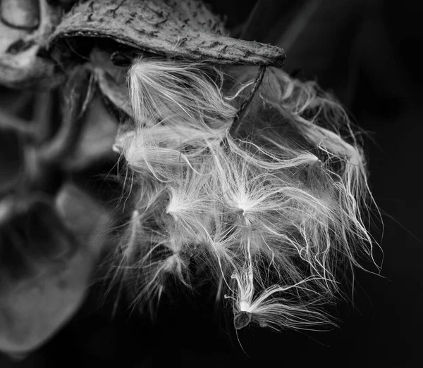 Beautiful Milkweed Asclepias Seed Pod Black White Opening Releasing Its — Stock Photo, Image