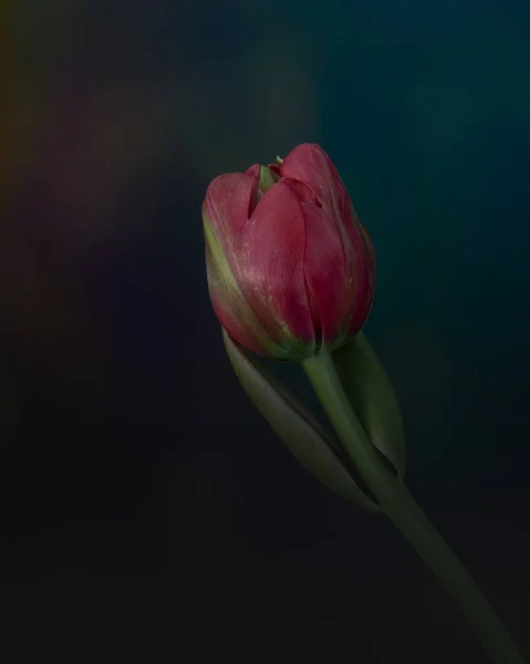 Tulipány Obyčejně Znamenají Dokonalou Lásku Díky Tureckým Perským Legendám Lásce — Stock fotografie