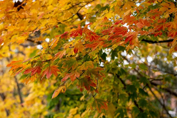 Осенью Парке Lithia Park Эшланд Штат Орегон Сша Осенью Желтыми — стоковое фото