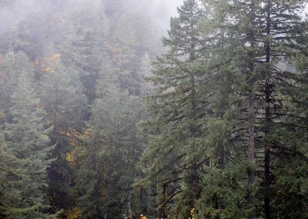 Pine Trees Fog Copy Space Some Yellow Fall Colors Nature — Stock Photo, Image